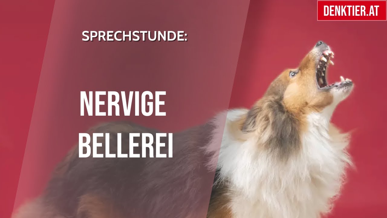 hund bellt bei jedem geräusch los