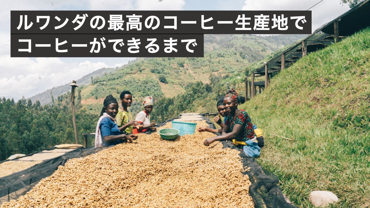 ルワンダの最高の生産地でコーヒーができるまで【シーラ精製所】