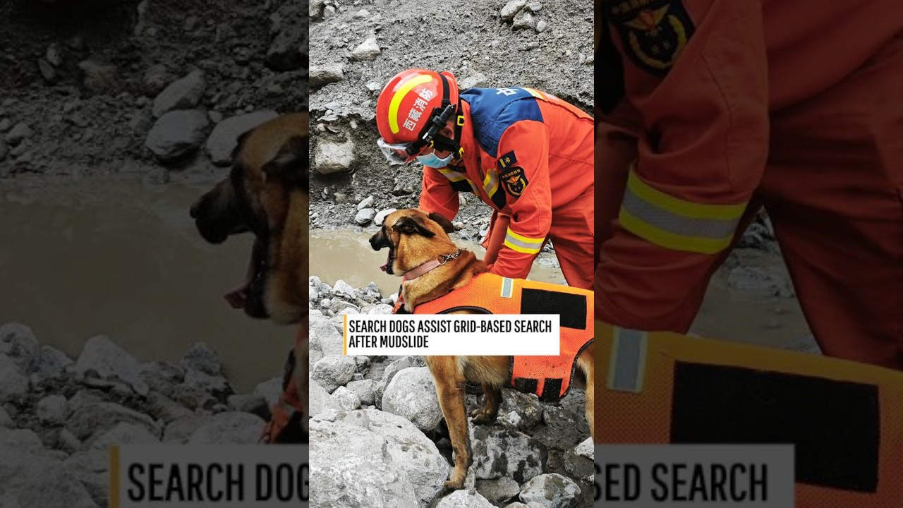 Search dogs assist grid-based search after mudslide