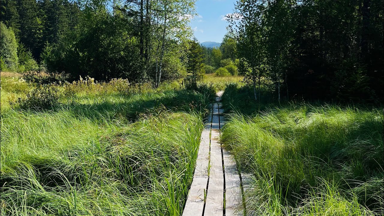 Moorwanderung im bayerischen Wald / Klosterfilz großer Filz bei Spiegelau