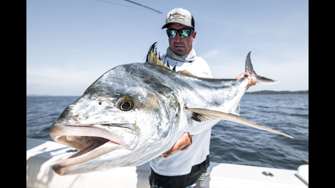 Hot Roosterfish Bite! - Day 1 with @YoZuri TV at Sport Fish Panama Island Lodge
