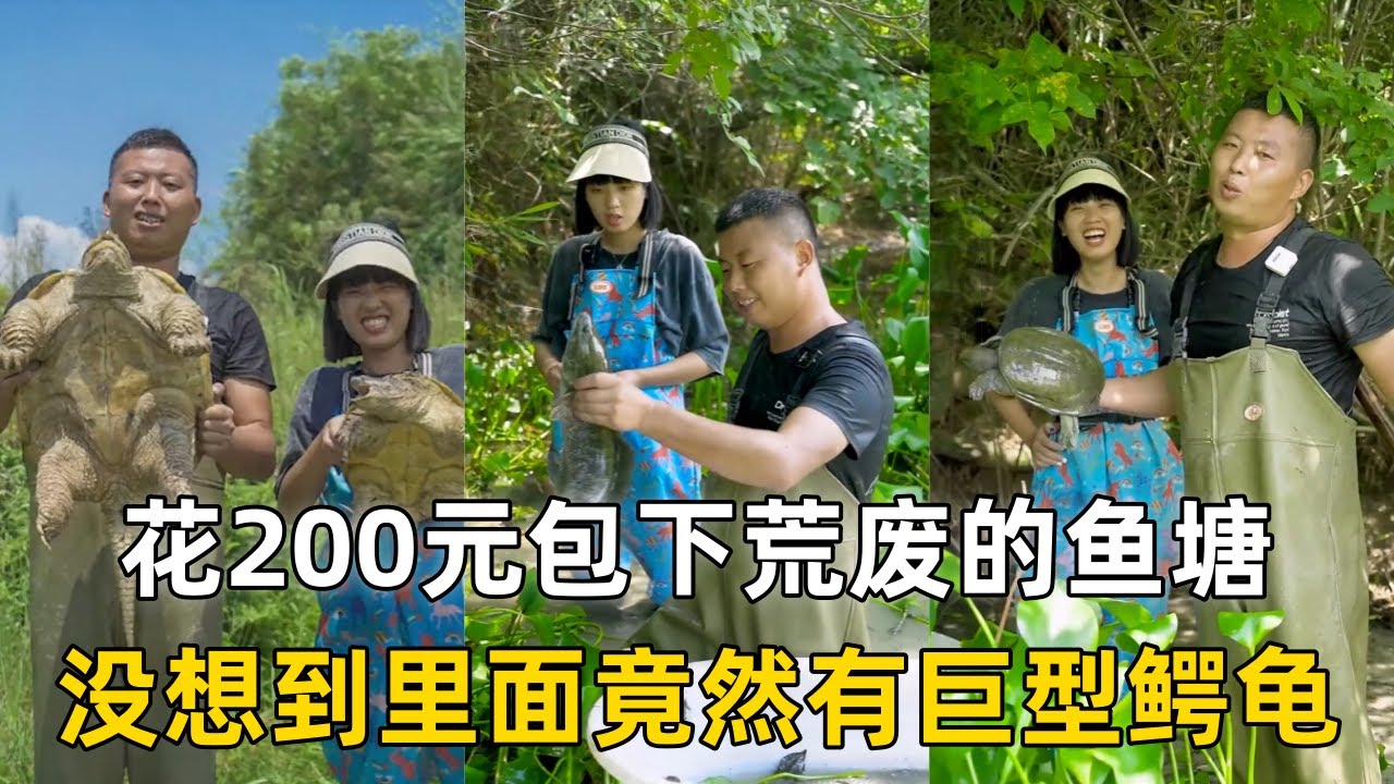 小飞哥花200元包下钓鱼差点被拉下去的荒塘，没想到里面竟然有巨型鳄龟！｜花3600元包下山泉水鱼塘，没想到里面的鱼竟然这么大！