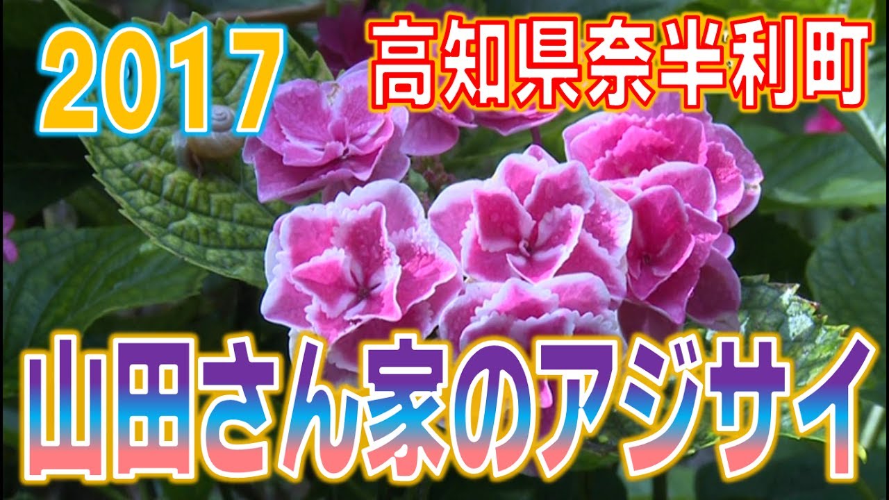 『山田さん家のアジサイ』　高知県奈半利町