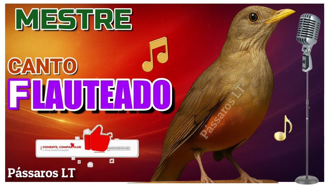 🎵 Canto Flauteado do Sabiá Laranjeira Um Som Que Encanta a Alma! 🐦✨