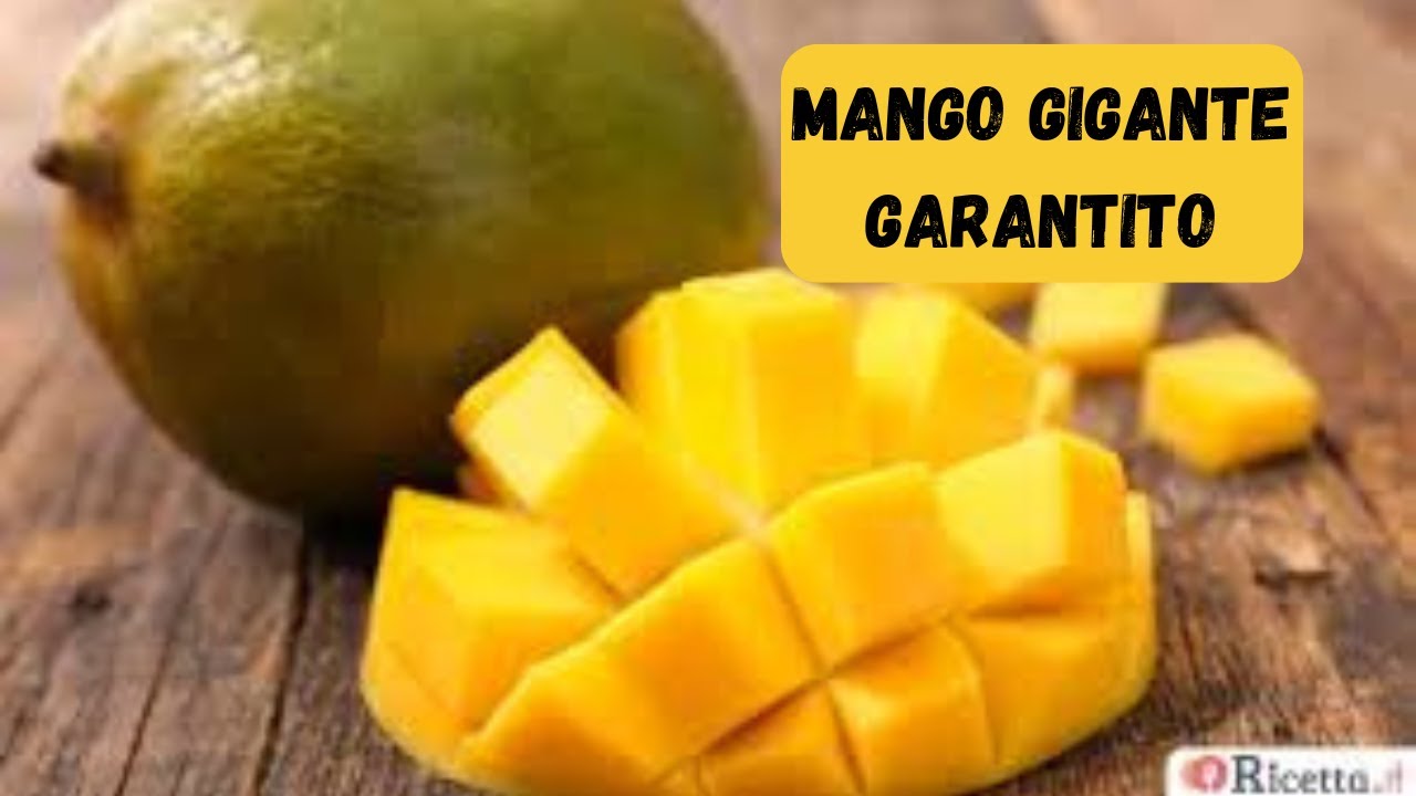 Coltivare il Mango in Italia: Il Segreto che Ti Permette di Avere Frutti Perfetti!