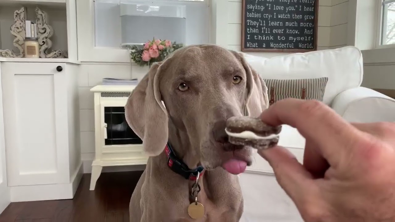 Weimaraner dog goes to bakery, wonders if treats are KETO