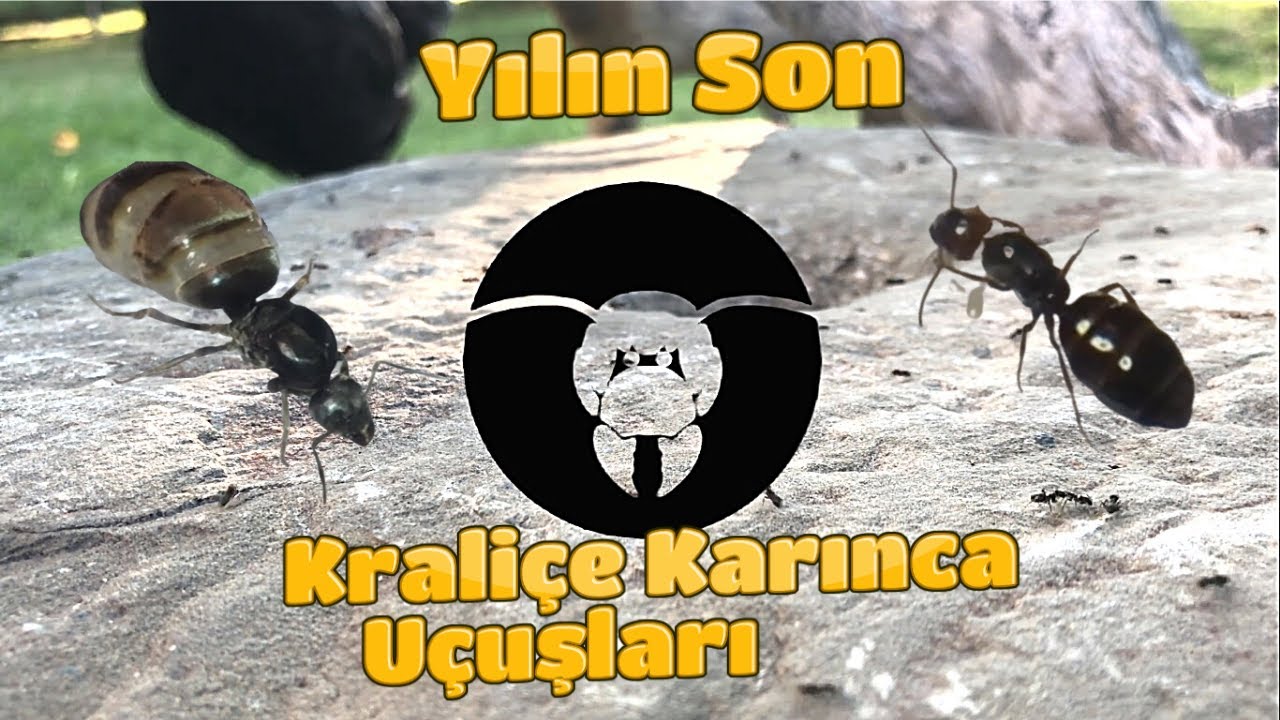 Yılın Son Kraliçe Karınca Uçuşları  /  Kaçırmayın !!