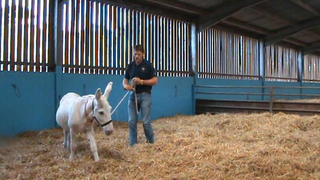 Catching your donkey (Part 2)