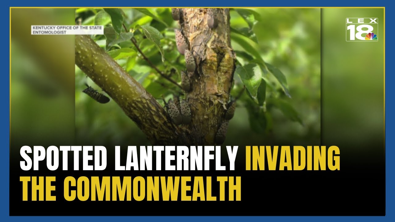 Spotted lanternfly invasion continues into the Commonwealth