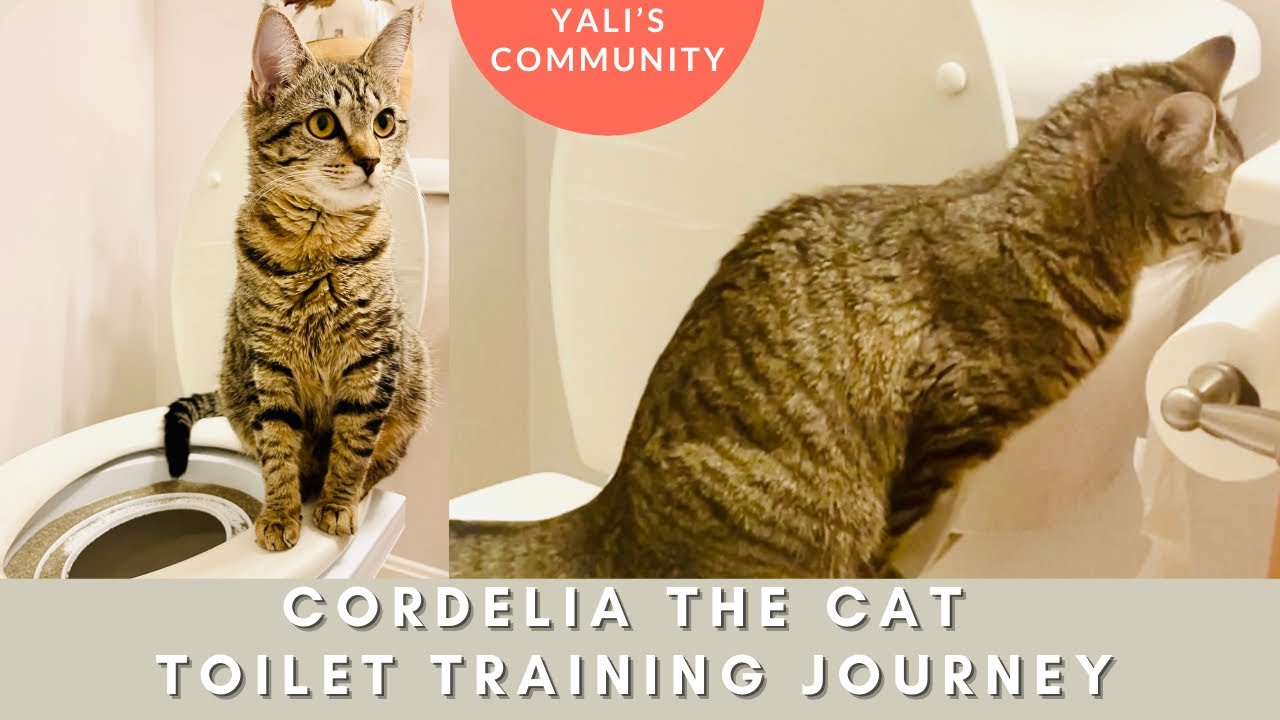 How to Toilet Train a Cat - Cat Cordelia's Journey, Step by Step Training Guidance & Benefits
