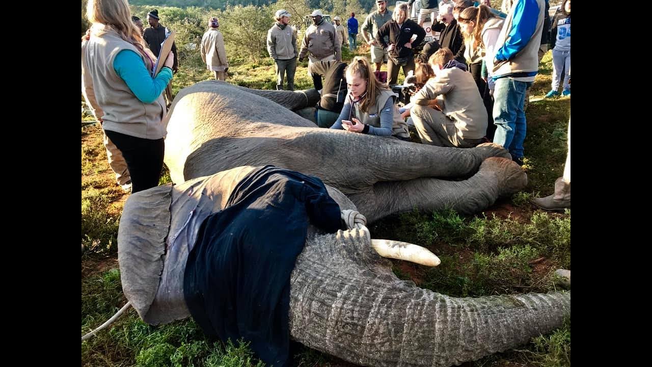 Vets Go Wild | Virtual Online African Wildlife Veterinary Course