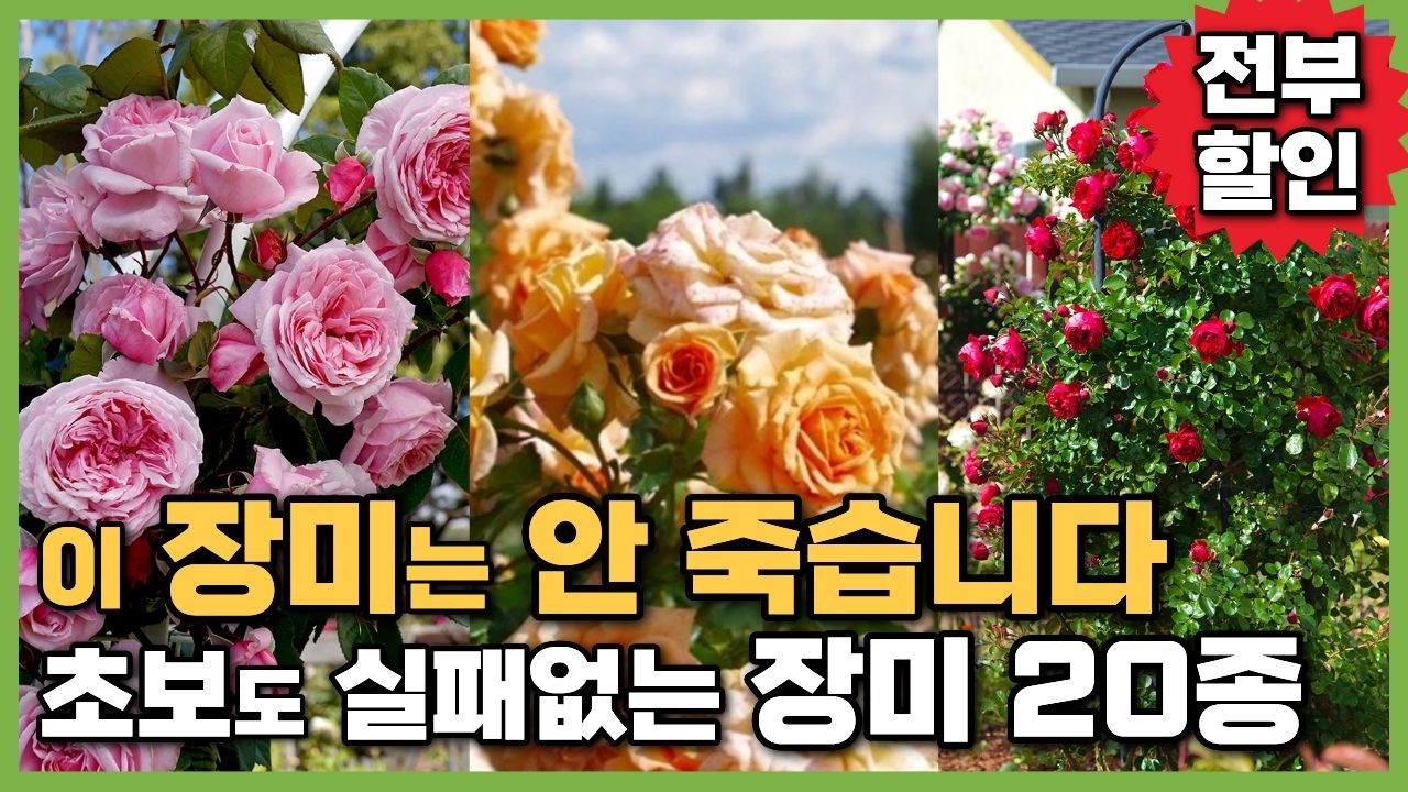 장미 계속 죽는다면 이거 사세요🌹초보도 실패없는 관목장미9종과 넝쿨장미11종 장미선택방법 #가드닝 #정원꾸미기 #꽃설명