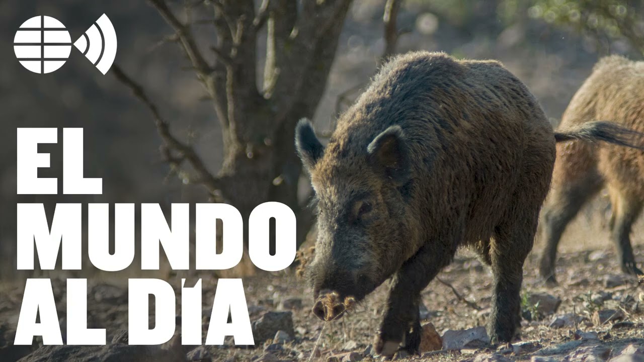 Peste porcina: claves del pánico por el cerdo español