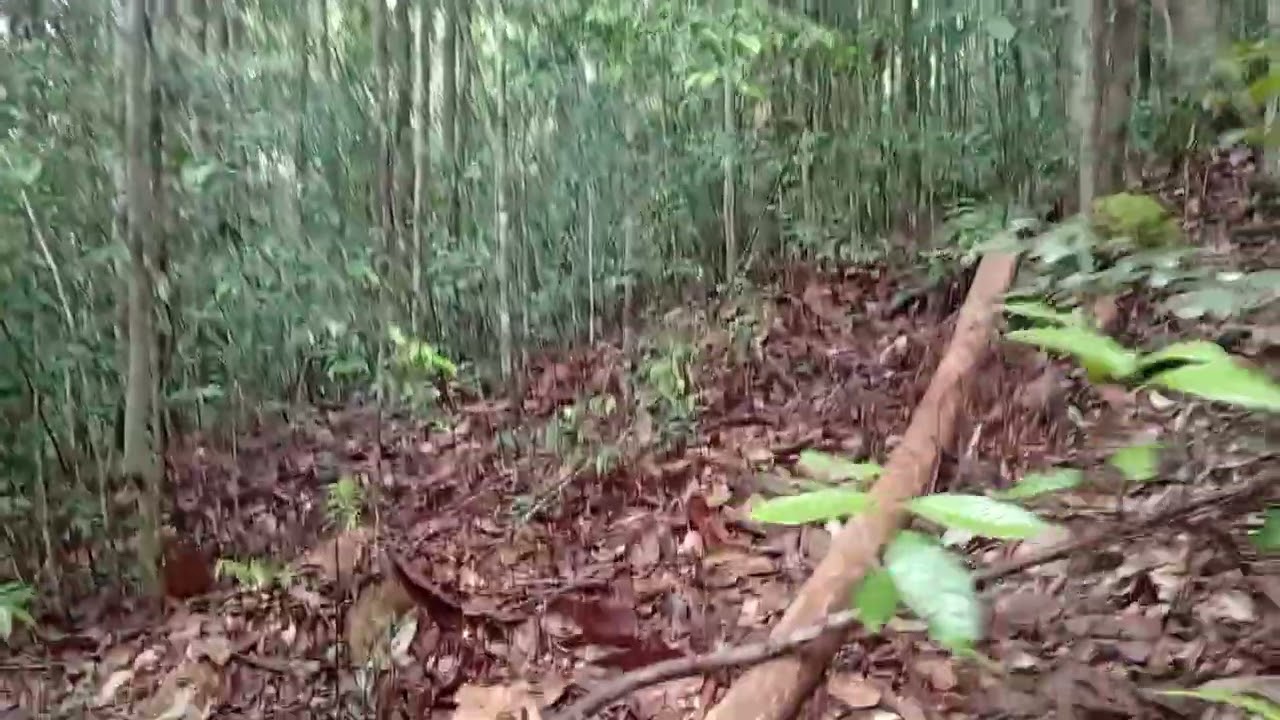 HUTAN KALIMANTAN