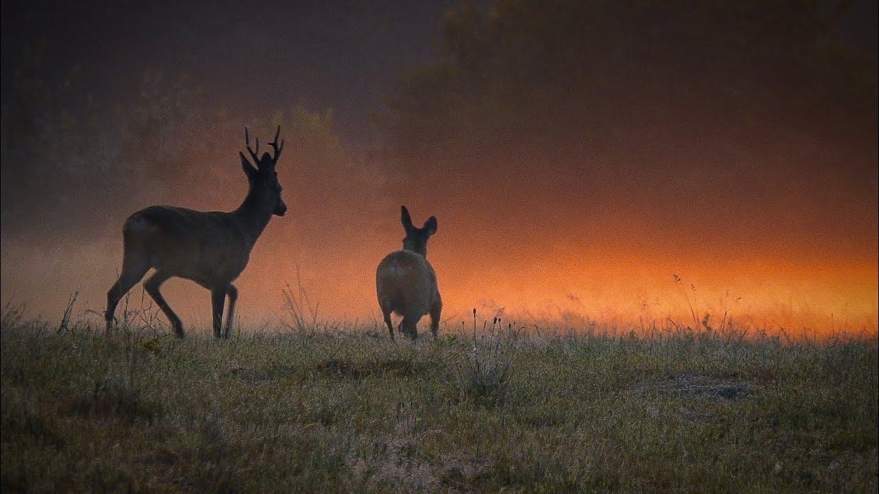 Czerwcowe rogacze. Roebuck hunting in june