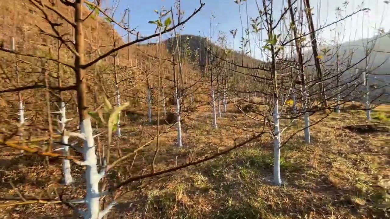 1 plant se 5 year mein kitne box ??