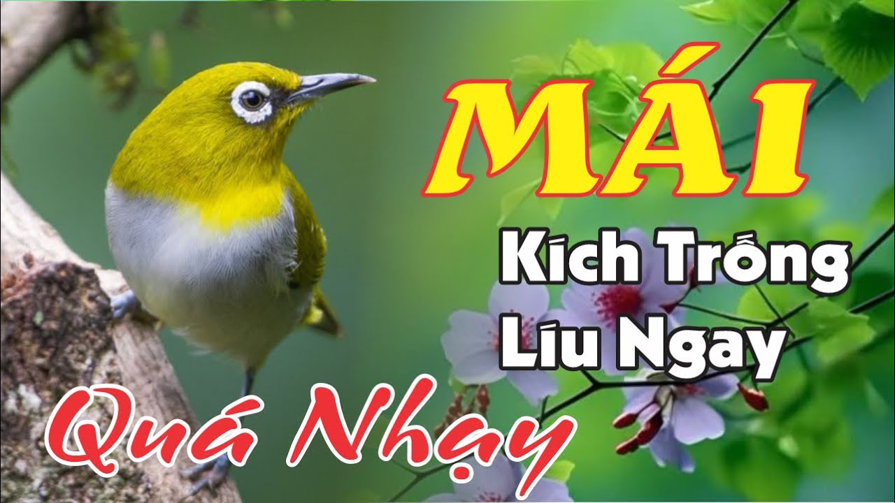 Khuy&ecirc;n M&aacute;i K&iacute;ch Trống L&ecirc;n Lửa Ngay - File M&aacute;i K&iacute;ch L&iacute;u Đấu Hiệu Quả Nhất | K&iacute;ch Bổi Cực Hay