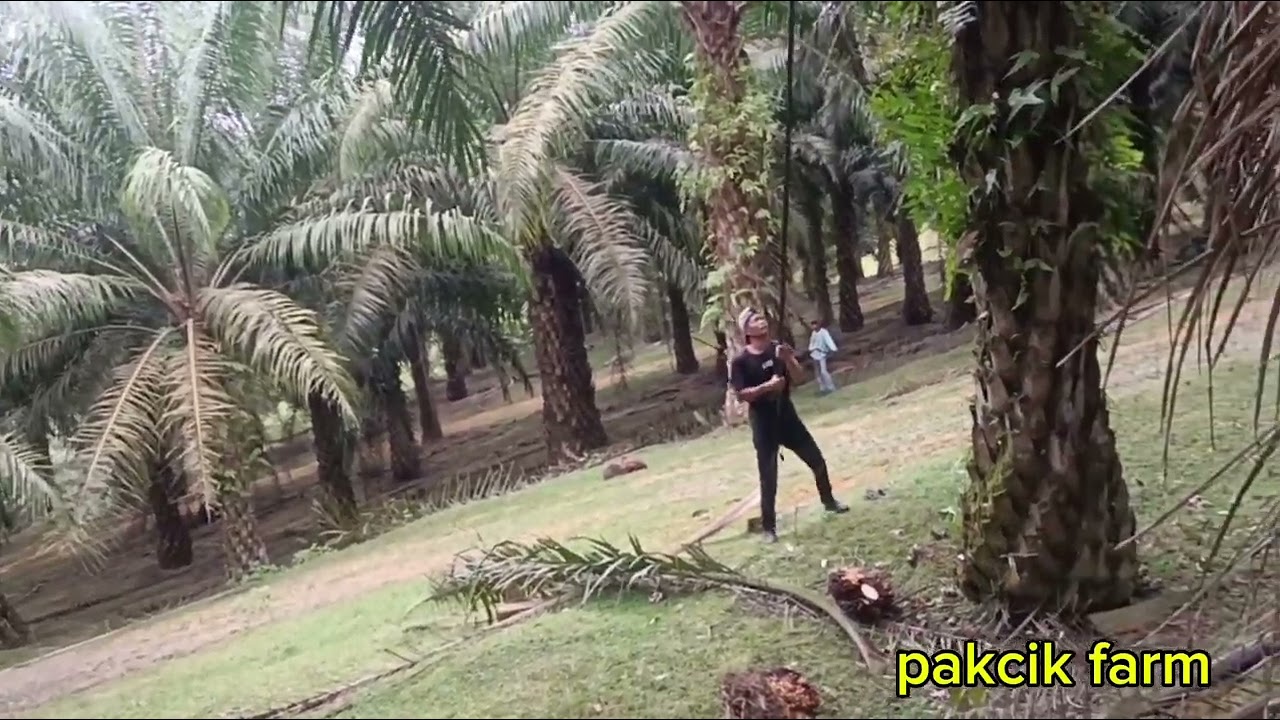 Panen sawit semoga berokah kali ini