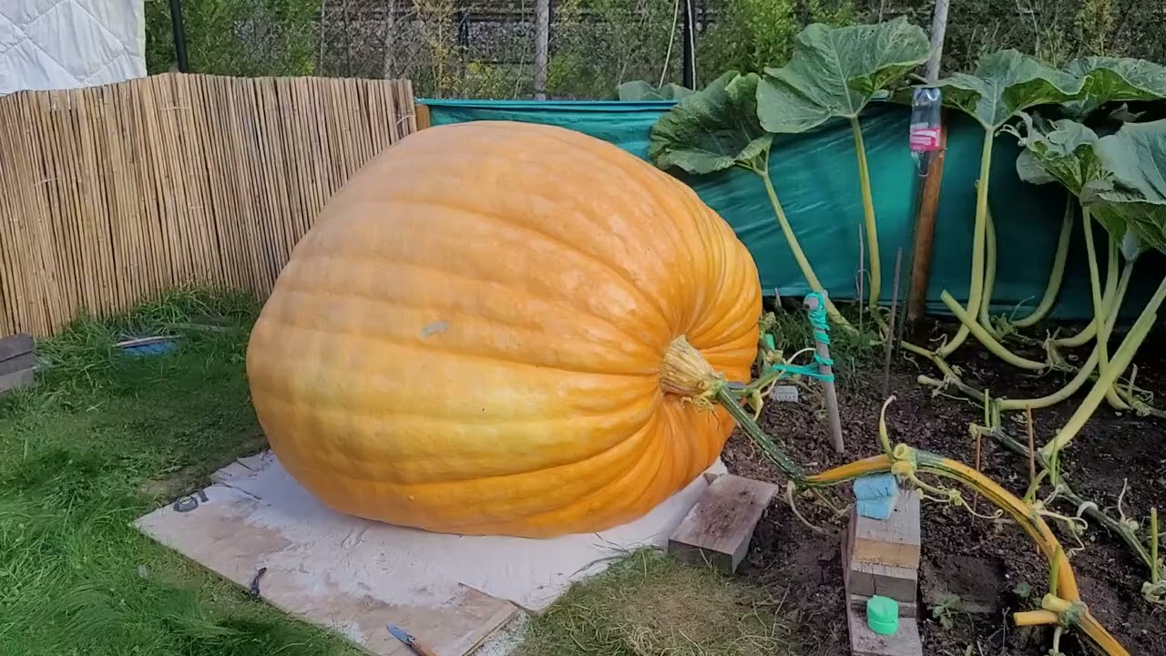 GIANT PUMPKIN DAP 60 taping 1367 LB or 620 KG reuzepompoen Belgi&euml; 2025