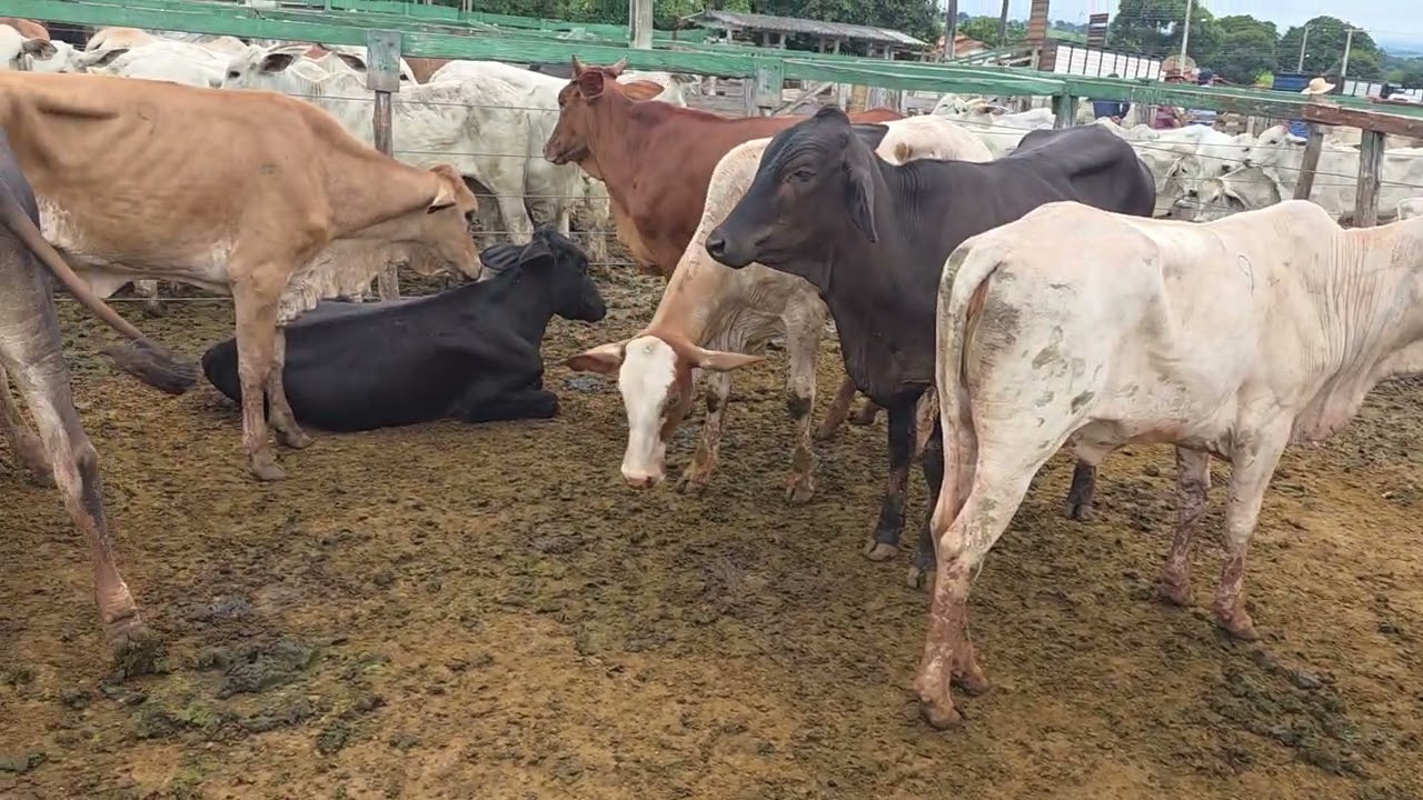 QUEM QUE FICAR ATUALIZADO TEM QUE ACOMPANHAR LEILAO DE GADO.