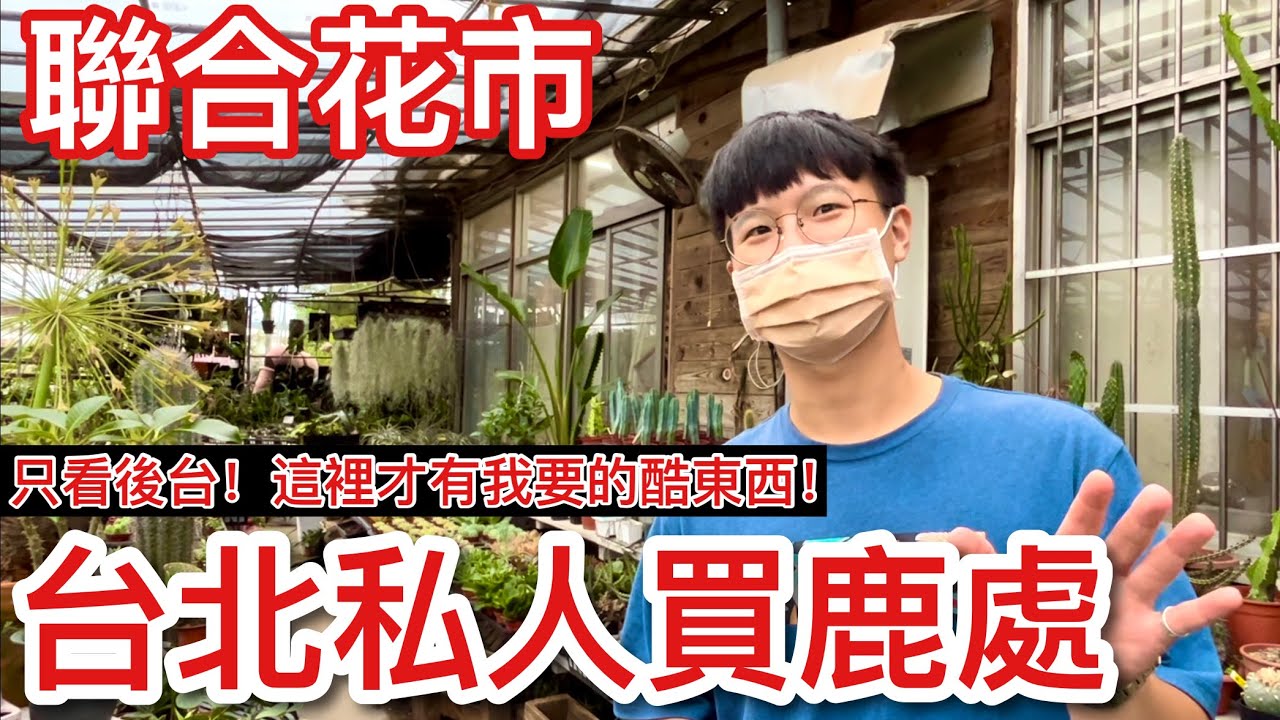 探訪台北「聯合花市」後台不容易看到的畫面！私人最常入手鹿角蕨的「工廠型」園藝核心基地？【花市旅行】