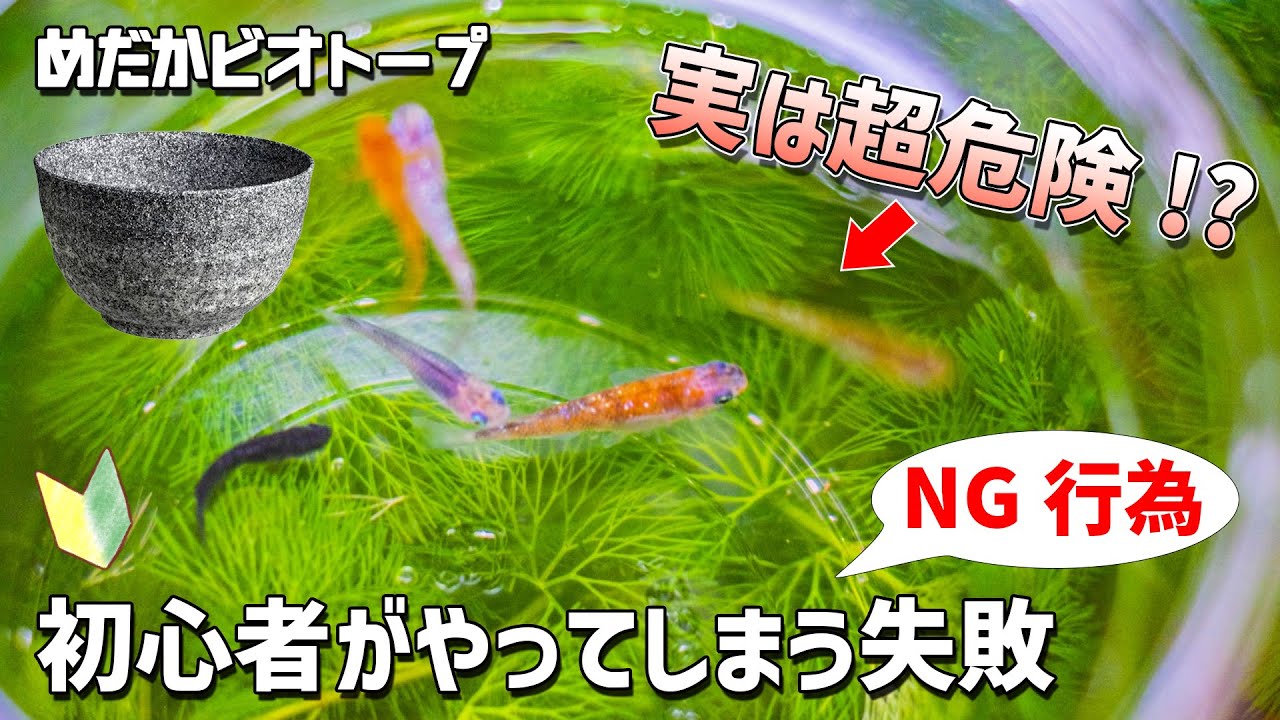 メダカのビオトープ飼育で初心者が知らず知らずやってしまう超危険なNG行為（失敗原因）4選