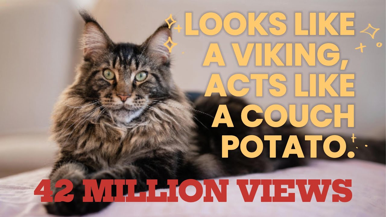 Meet the Maine Coon: the only cat that doubles as a luxury area rug and a part-time bodyguard. 😹 😻