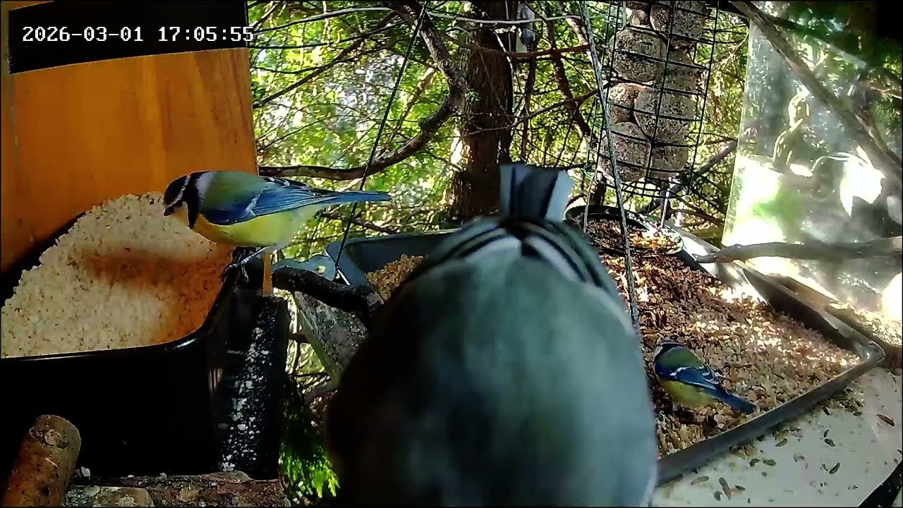 Später Nachmittag an der Nuss-Tanke, Blaumeise letzter Gast (01.03.2026)