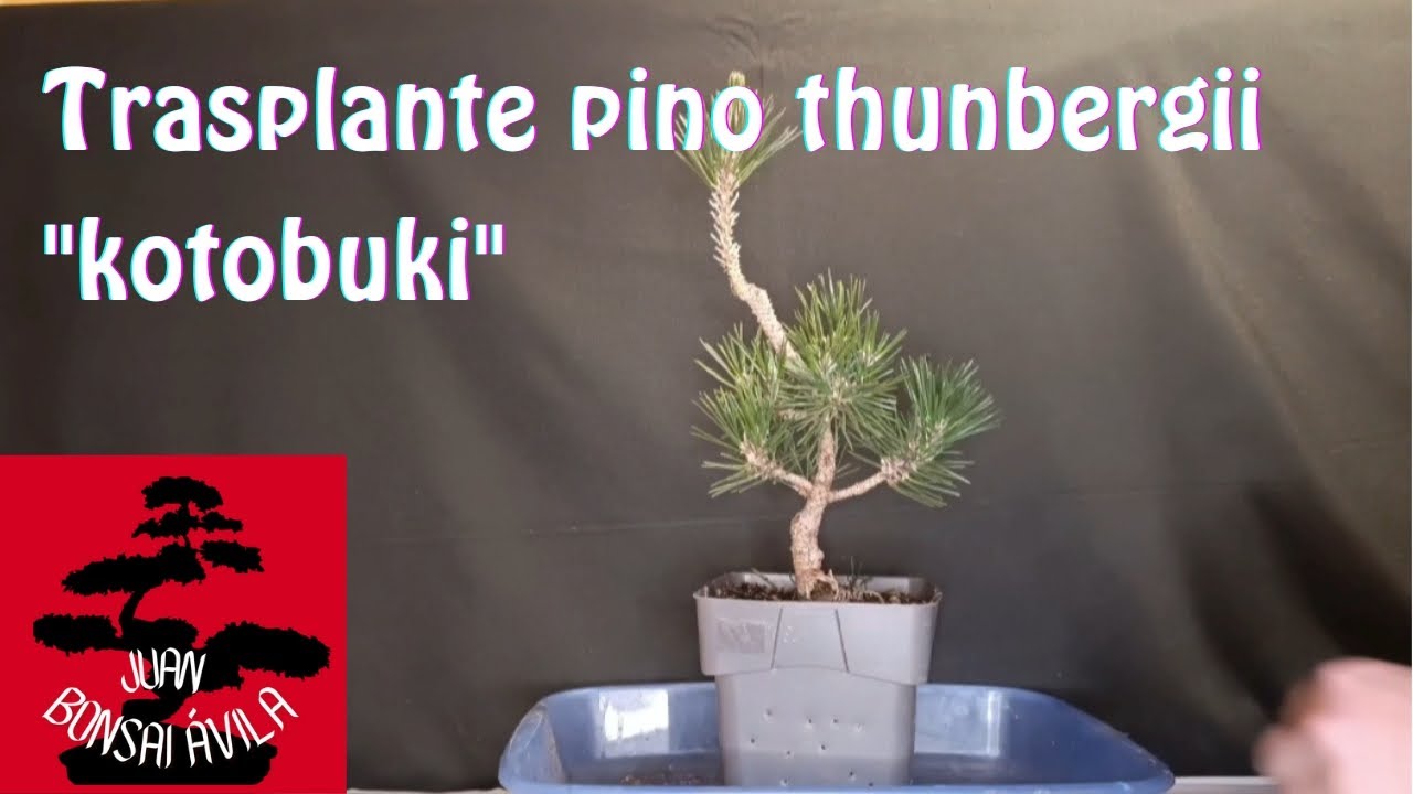 Trasplante pre bonsai de pino thunbergii kotobuki, pino negro japonés, kuromatsu #bonsai