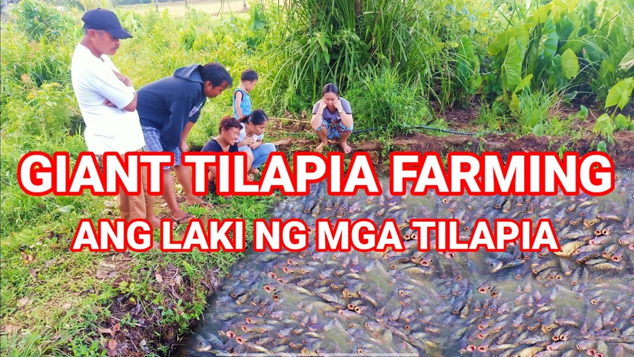 GIANT TILAPIA FARMING (LAKBAY PROBINSYA VLOG 8)