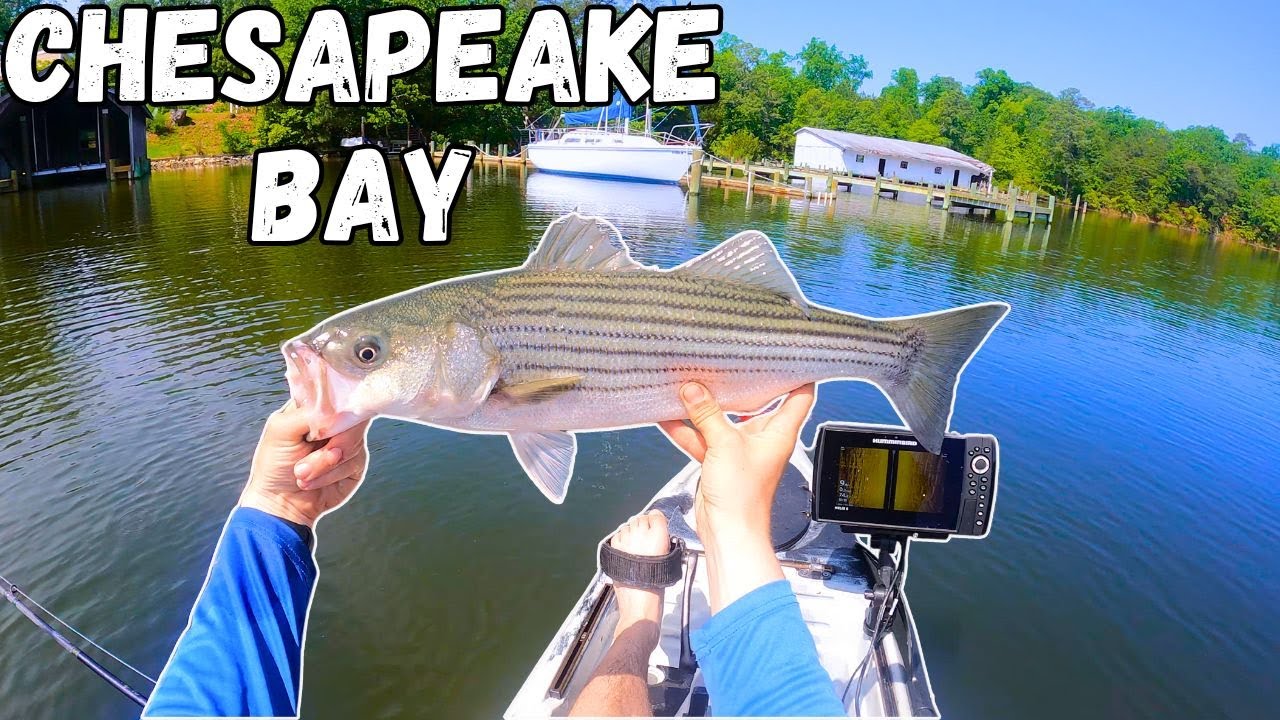 Kayak Fishing On The Chesapeake Bay! | Striped Bass, Cownose Rays, And More! (PIANKATANK RIVER)
