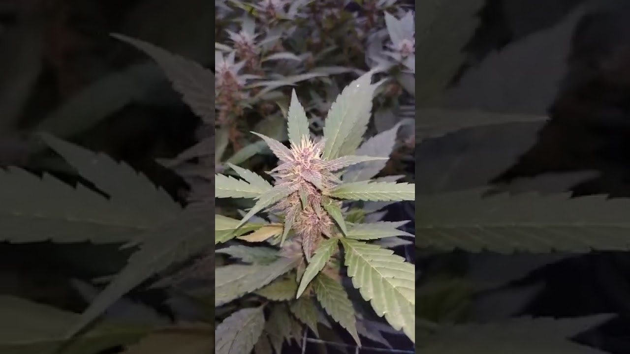 scrog d&iacute;a 34 como mantener un buen m&eacute;todo
