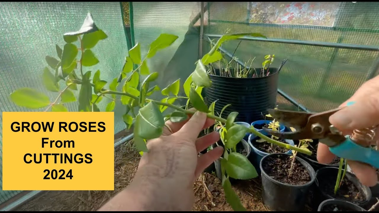 How to Grow ROSES from  CUTTINGS  | 2024