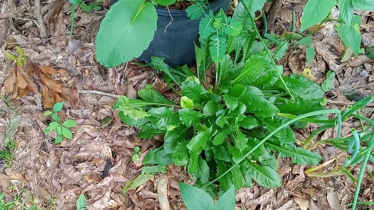 Dandelion: The Golden Healer &mdash; Health & Metaphysical Benefits of the Lion Tooth Plant