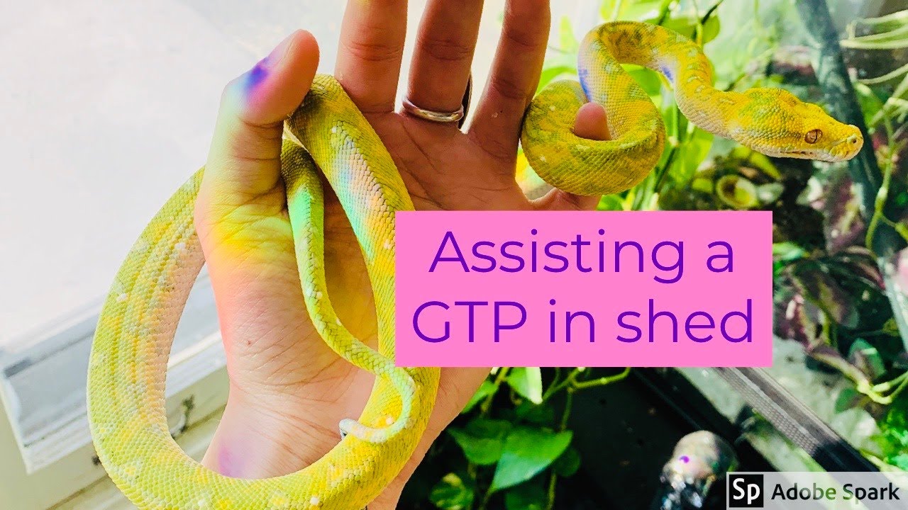 How To Help A Green Tree Python Remove Stuck Shed
