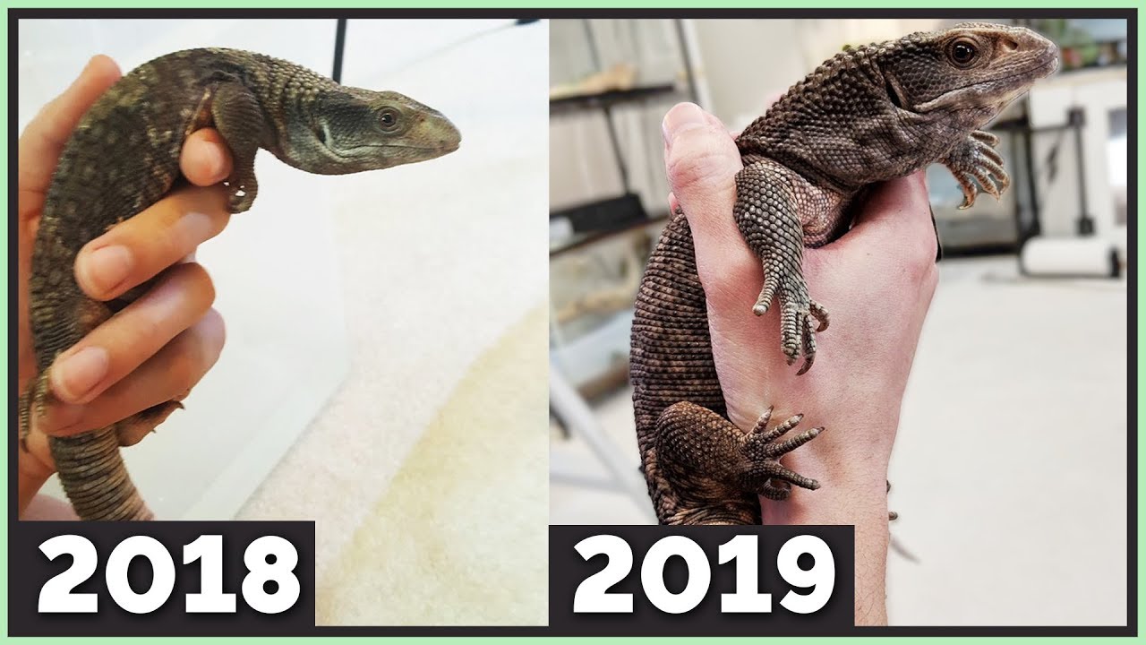 Rescued Savannah Monitor Transformation! - 1.5 Year Update