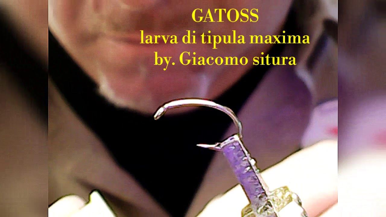 GATOSS larva tipula maxima by giacomo situra