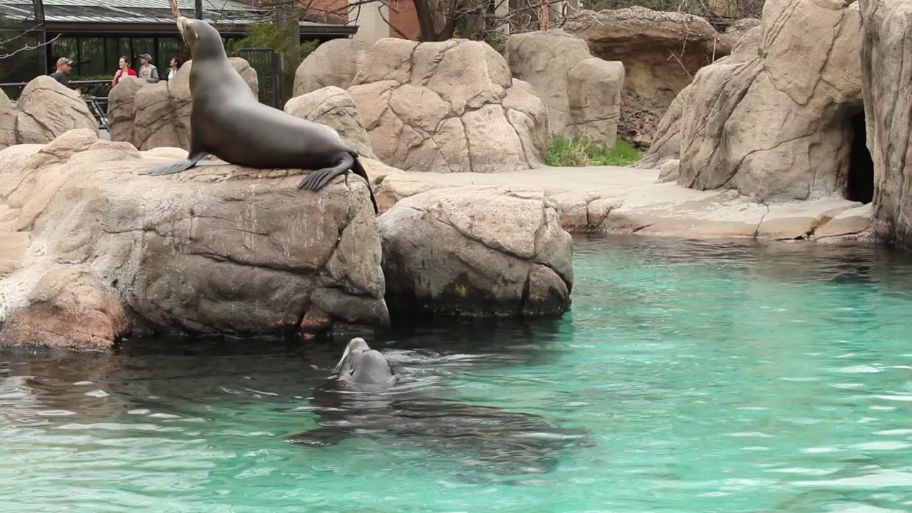 Sea Lions at the Bronx Zoo, Part 1 - 12 April 2017