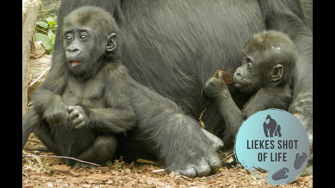GORILLA TWINS EXPLORE THE ISLAND