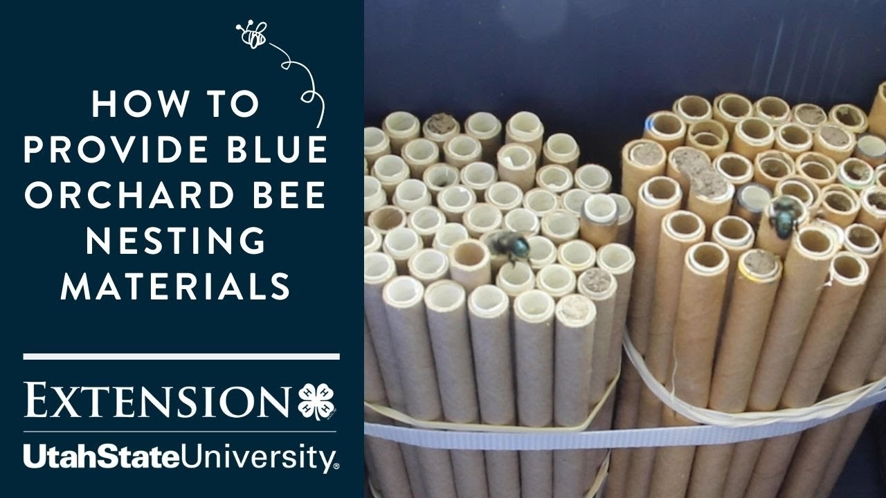 How to Provide Blue Orchard Bee Nesting Materials