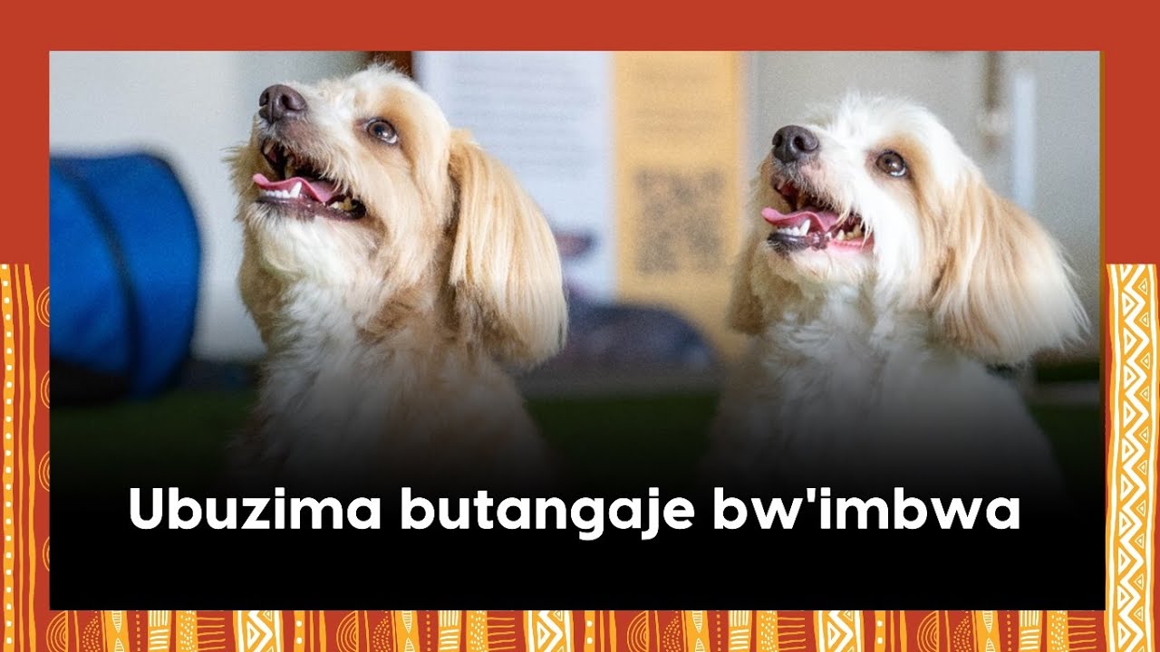 Twasuye aho zitorezwa|| Imibereho itangaje y'imbwa zirimo izigiye kumurikwa