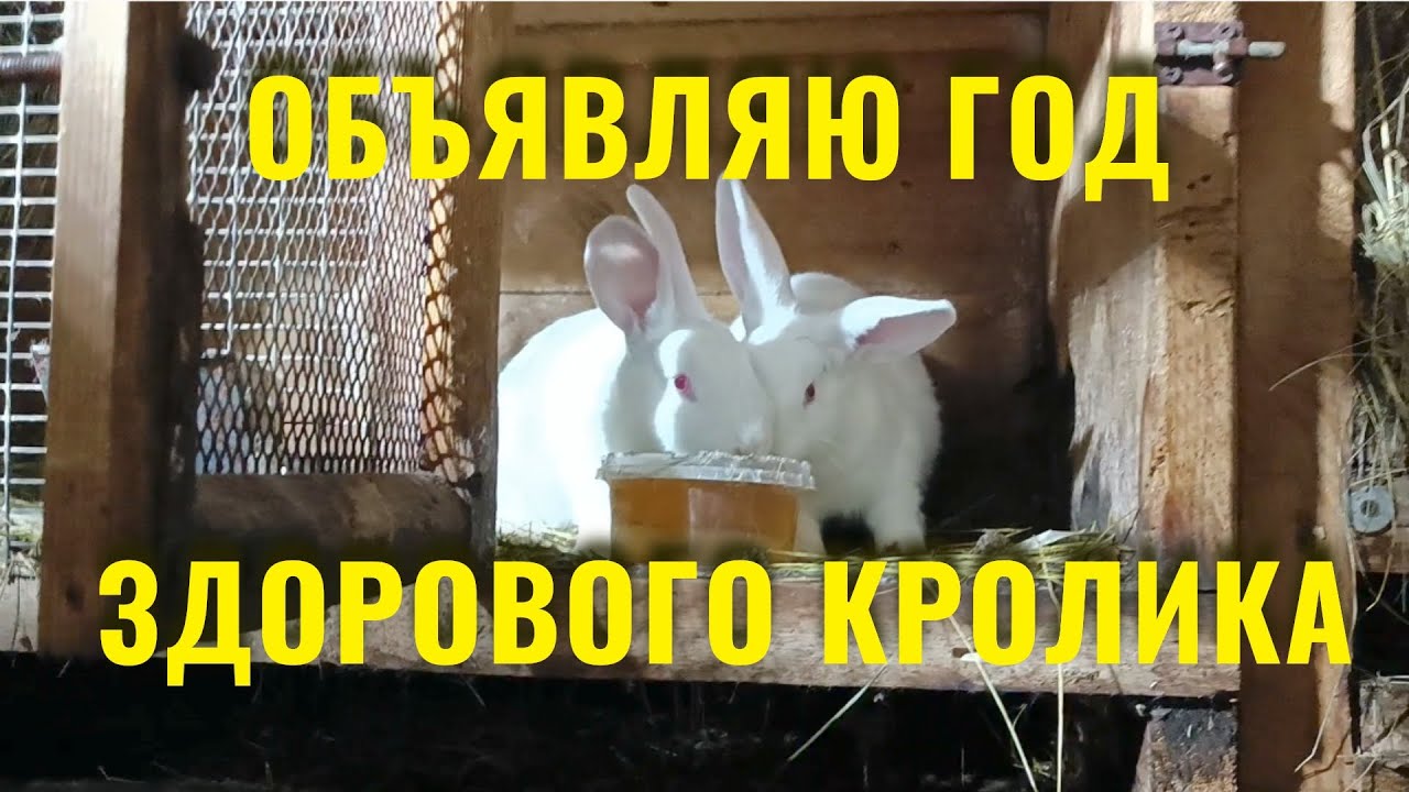 Профилактика кроличьих болезней