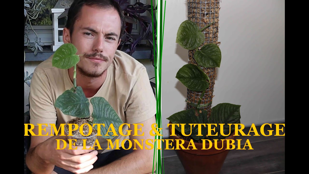 REMPOTAGE & TUTEURAGE de la MONSTERA DUBIA