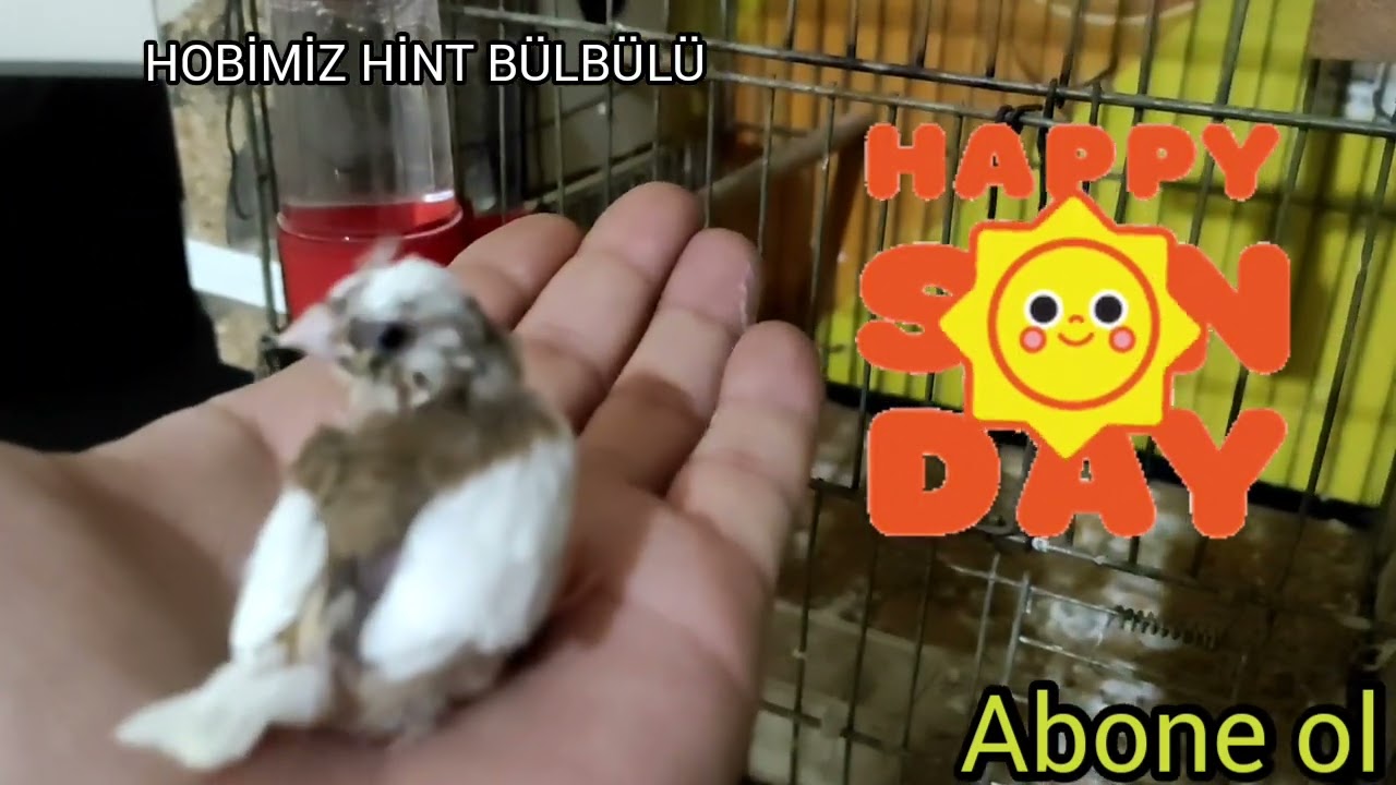 HİNT BÜLBÜLÜ YAVRUSU VARKEN YUMURTA YAPTI