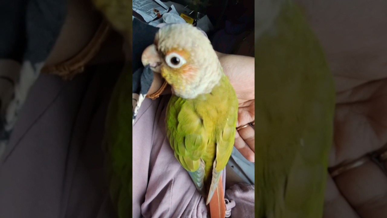 Traveling In 2nd AC With A Bird?? 🚆🐦💖💗 #birds