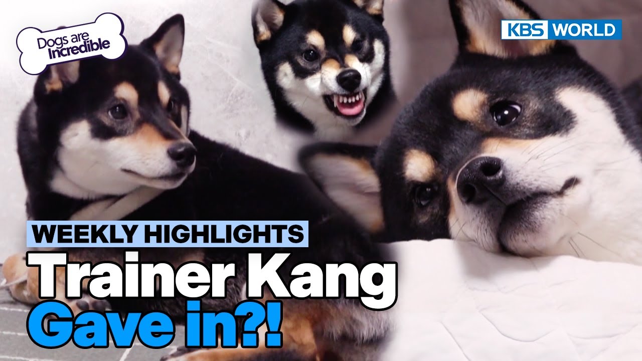 [Weekly Highlights] Get Rid of This Shiba Inu😫 [Dogs Are Incredible] | KBS WORLD TV 240305