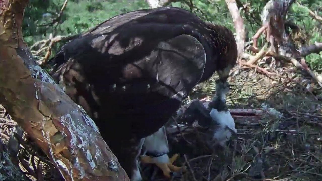 Kaljukotkas~Kalju brings a still alive chick for Kelly~11:50 am 2020/07/02
