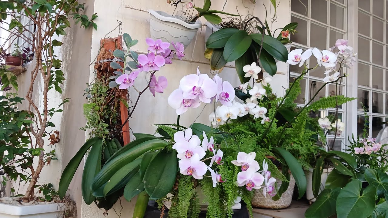 Lindas orquídeas phalaenopsis em floração 