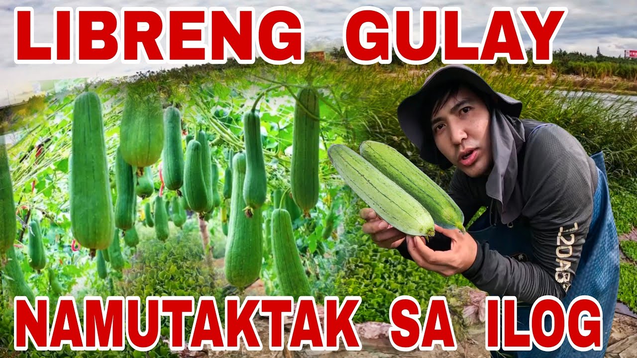 Kakaibang Ligaw Na Gulay At Napakaraming Isda Nagkalat Sa Ilog Ng Taiwan