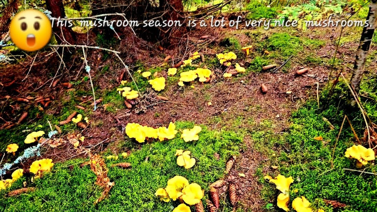 😮This mushroom season is alot of very nice mushroom 😮Picking chanterelle mushrooms.